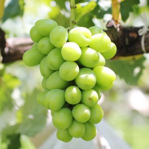 ふるさと納税 松川町 ぶどう シャインマスカット(長野県産秀品)2kg【2026年9月下旬〜11月上...