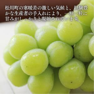 ふるさと納税 松川町 ぶどう シャインマスカッ...の詳細画像2