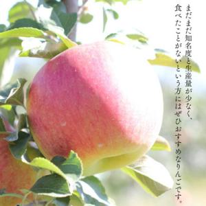 ふるさと納税 松川町 りんご シナノスイート(...の詳細画像3