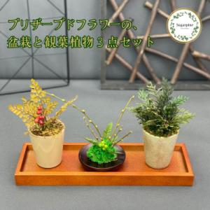 ふるさと納税 春日部市 プリザーブドフラワーアレンジ【ミニ盆栽・ミニ観葉植物 計3個セット】春日部市 シュガーパイン