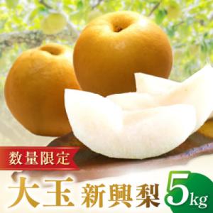 ふるさと納税 京丹後市 京都 京丹後産・大玉 新興梨 5kg(6玉〜10玉)(2026年10月中旬から発送)