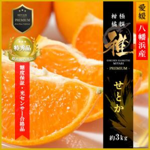 ふるさと納税 八幡浜市 極撰柑橘【雅プレミアム】糖度保証・光センサー合格品「 せとか 」約3キロ【D...