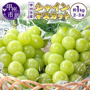 ふるさと納税 ぶどう マスカット 山梨県 山梨市 先行受付2026年発送