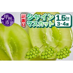 ふるさと納税 甲州市 【先行受付 2026年発送】【訳あり】シャインマスカット 1.5kg以上(3〜...