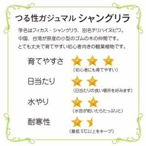 ふるさと納税 和泉市 シャングリラ つる性ガジ...の詳細画像1