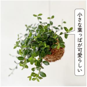 ふるさと納税 和泉市 シャングリラ つる性ガジ...の詳細画像2