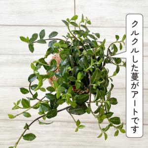 ふるさと納税 和泉市 シャングリラ つる性ガジ...の詳細画像3