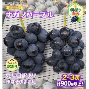 ふるさと納税 長野県 【ちょっと訳あり】新鮮朝採り ナガノパープル 2〜3房900g以上!　2026年8月下旬〜発送予定