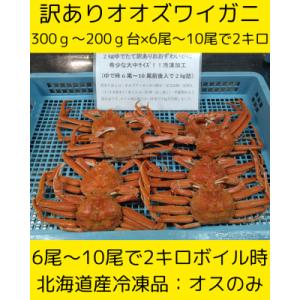 ふるさと納税 白老町 大中サイズ訳ありおおずわい　6尾〜10尾入で2kg　冷凍便