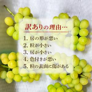 ふるさと納税 井原市 2026年発送【完熟朝採...の詳細画像1