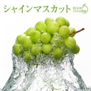ふるさと納税 長野県 【2025年発送】長野県産★シャインマスカット★2房入り　1kg以上保証!糖度...