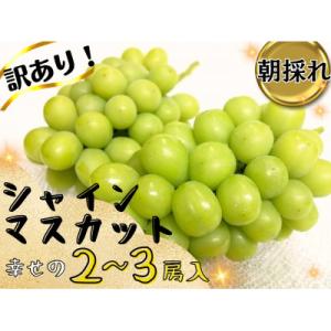 ふるさと納税 津山市 【2026年先行受付】お試...の商品画像