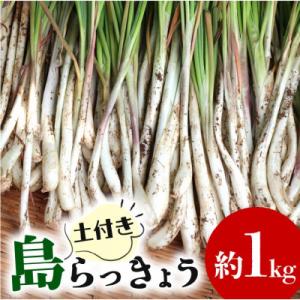 ふるさと納税 糸満市 【畑人市場】 土付き 生 島らっきょう 約 1kg