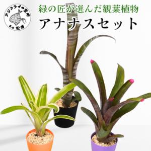 ふるさと納税 松浦市 緑の匠が選んだ観葉植物 素...の商品画像