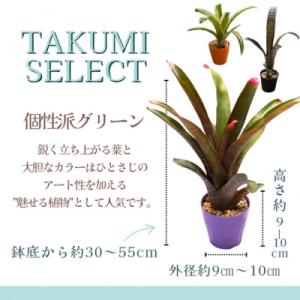 ふるさと納税 松浦市 緑の匠が選んだ観葉植物 ...の詳細画像1