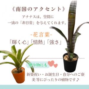 ふるさと納税 松浦市 緑の匠が選んだ観葉植物 ...の詳細画像2