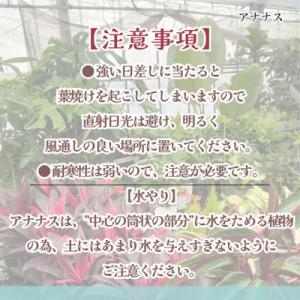 ふるさと納税 松浦市 緑の匠が選んだ観葉植物 ...の詳細画像3