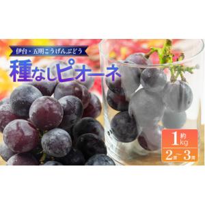 ふるさと納税 松山市 種なしピオーネぶどう 約1kg 伊台五明こうげんぶどう