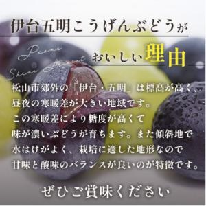 ふるさと納税 松山市 種なしピオーネぶどう 約...の詳細画像1