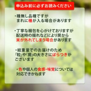 ふるさと納税 松山市 種なしピオーネぶどう 約...の詳細画像2