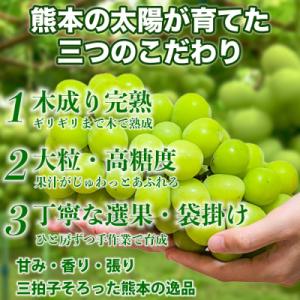 ふるさと納税 宇城市 熊本県 宇城市産 甘みが...の詳細画像2