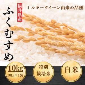 ふるさと納税 小浜市 【令和8年産】福井県産ふくむすめ　特別栽培米　精米10kg　11月以降発送　今富の宝