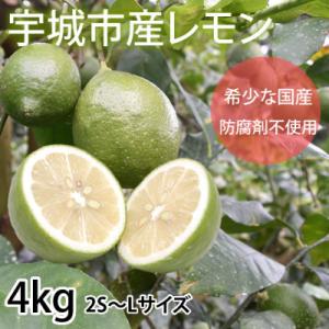 ふるさと納税 宇城市 レモン 4kg【2026年9月下旬から2026年12月下旬発送予定】(宇城市)