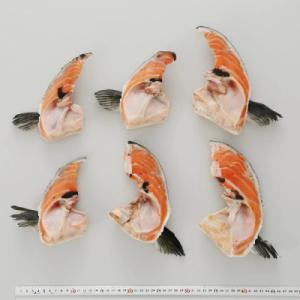 ふるさと納税 白糠町 エンペラーサーモンのカマ...の詳細画像1