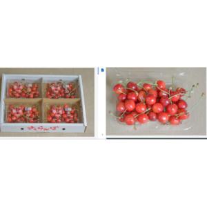 ふるさと納税 中山町 令和8年産先行受付　山形県中山町産さくらんぼ&lt;佐藤錦&gt;秀品　約800g(約20...