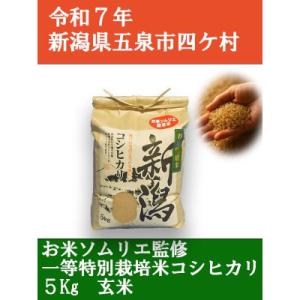 ふるさと納税 五泉市 令和7年産新潟県五泉市産　コシヒカリ　5kg　玄米