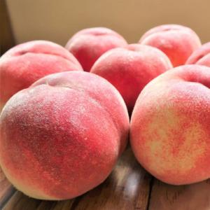 ふるさと納税 中山町 令和8年産先行受付　山形県中山町産白桃　秀品　約3kg かたい桃、柔らかくならない桃