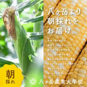 ふるさと納税 茅野市 【2026年先行予約】朝...の詳細画像1