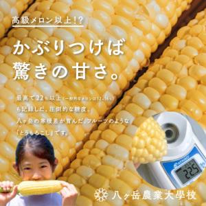 ふるさと納税 茅野市 【2026年先行予約】朝...の詳細画像2