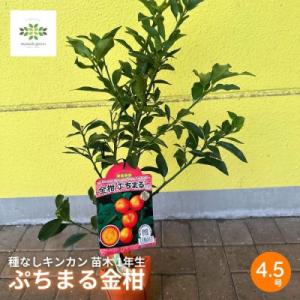 ふるさと納税 藤枝市 キンカン苗木 ぷちまる 種なし 1年生 4.5号 ロングポット