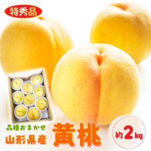 ふるさと納税 中山町 【令和9年産先行受付】山形県産黄桃 約2kg(品種おまかせ) 特秀品 柔らかく...