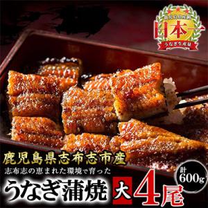ふるさと納税 志布志市 鹿児島県産 うなぎの大楠 〈大〉 4尾 計600g 150g×4 【大楠鰻】...