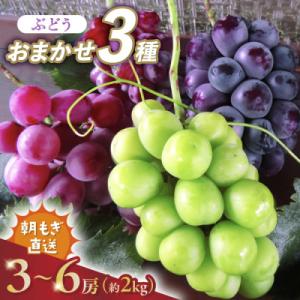 ふるさと納税 山梨市 2026年発送 朝もぎ直送!!過保護に育った葡萄ぶどう『おまかせ3種』3〜6房(約2kg)