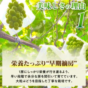 ふるさと納税 山梨市 2026年発送 朝もぎ直...の詳細画像2