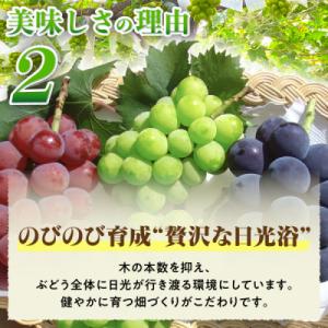 ふるさと納税 山梨市 2026年発送 朝もぎ直...の詳細画像3