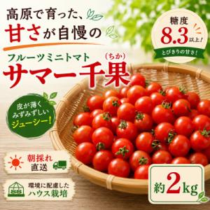 ふるさと納税 茅野市 蓼科野菜　八ヶ岳産高原育ちのフルーツミニトマト サマー千果 約2kg