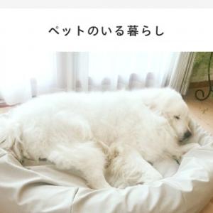 ふるさと納税 岡崎市 【ハナロロ】ペットベット...の詳細画像1