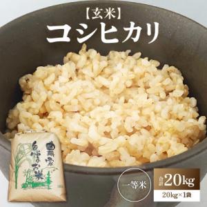 ふるさと納税 あわら市 【先行予約】【令和8年産・新米】コシヒカリ 玄米 20kg