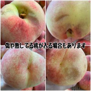 ふるさと納税 山梨市 【2026年先行受付】訳...の詳細画像2
