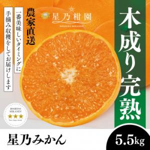 ふるさと納税 八幡浜市 【三つ星ブランド】星乃みかん(5.5kg)【C45-99】