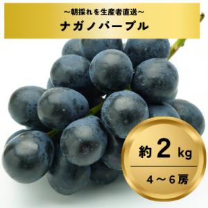 ふるさと納税 長野県 ナガノパープル約2kg(4〜6房)