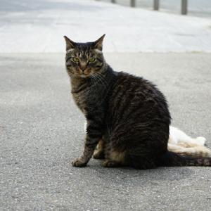 ふるさと納税 春日市 【返礼品なし】飼い主のい...の詳細画像1