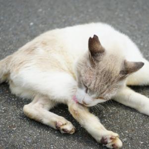 ふるさと納税 春日市 【返礼品なし】飼い主のい...の詳細画像2