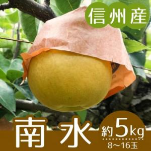 ふるさと納税 下條村 【信州産】南水梨　秀品　約5kg(8〜16玉入り)　2026年9月中旬から順次発送