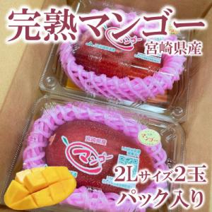 ふるさと納税 三股町 【先行予約】期間限定・数量限定　宮崎県産完熟マンゴー2Lサイズ2玉パック入り【...