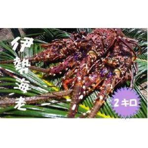 ふるさと納税 伊仙町 富山さん家の「伊勢海老」約2kg
